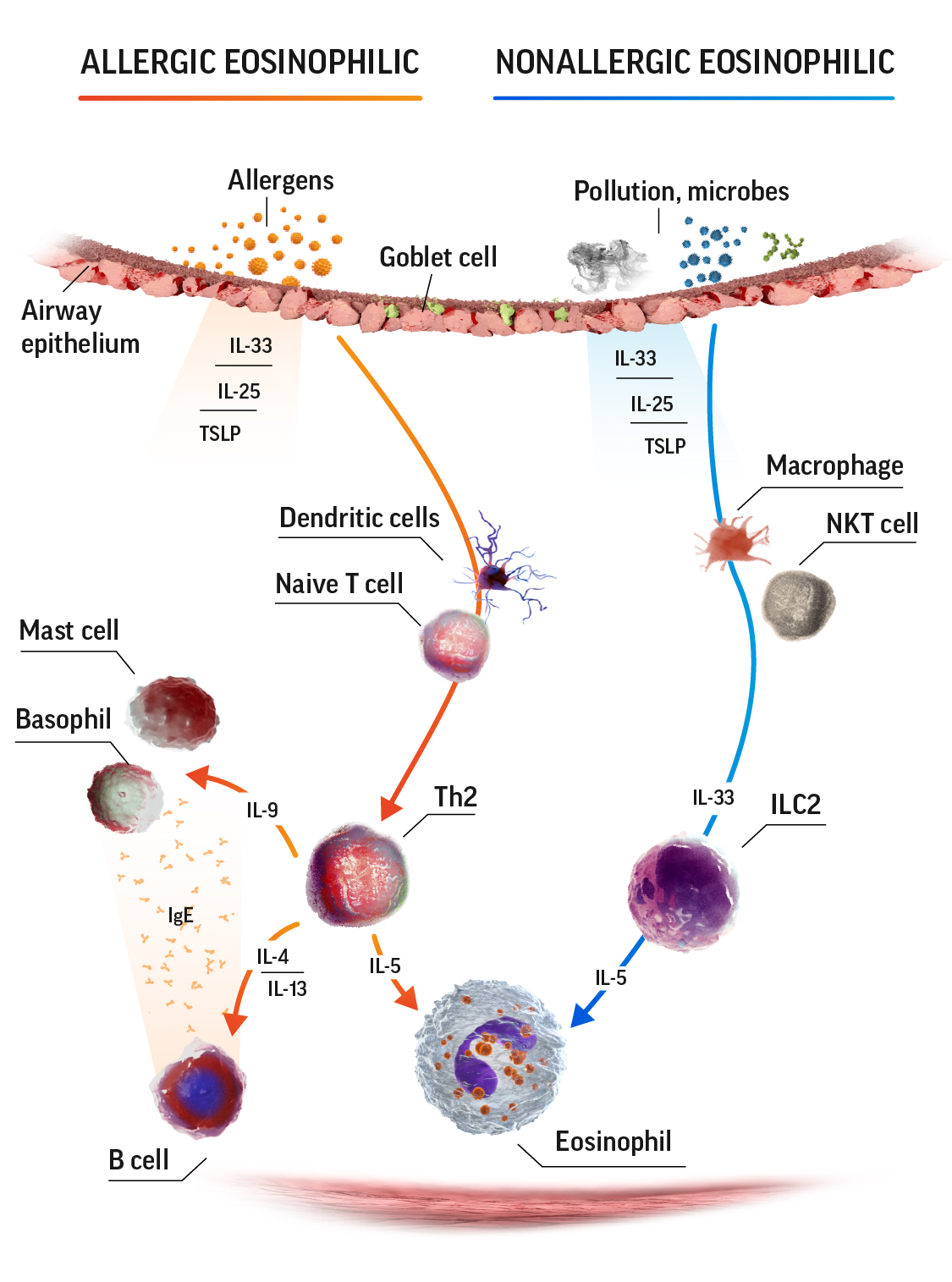 Eosinophil Counts In Severe Eosinophilic Asthma